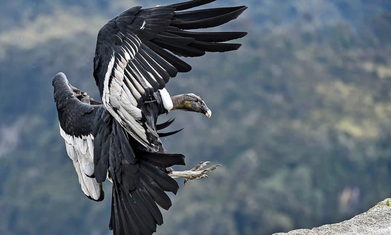 Andean Condor, Purace National Natural Park, Purace, Columbia
